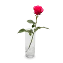 Bouquet of pink and white roses